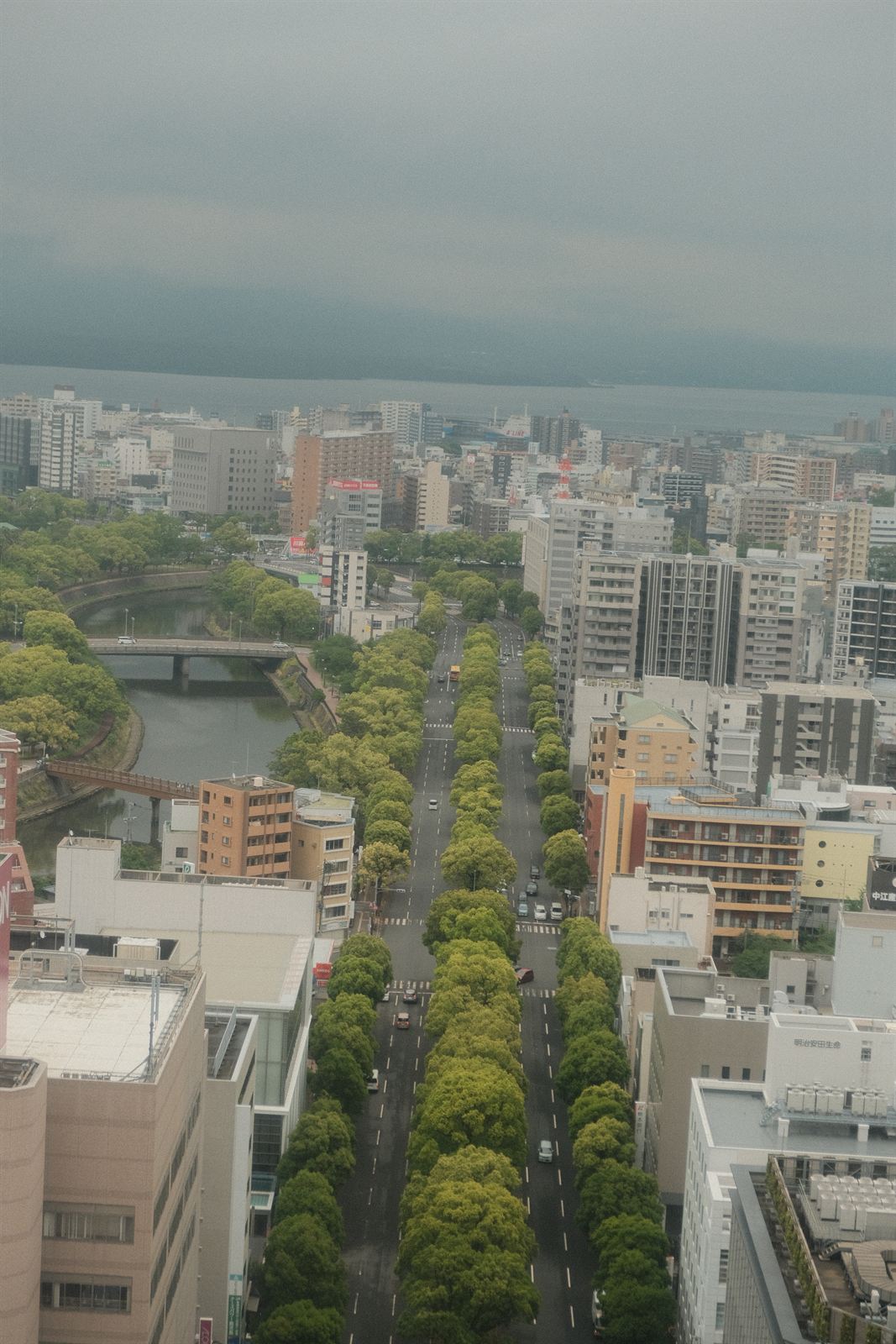 Tree-lined avenue leading toward Kinko Bay, Kagoshima
