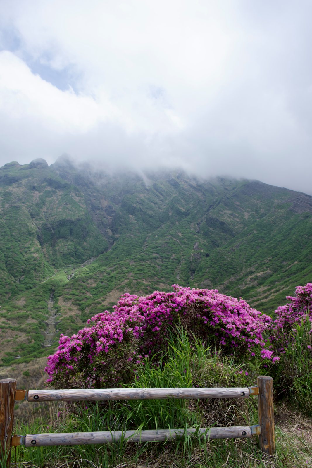 Azaleas below a cloud-covered volcanic ridge, Kyushu