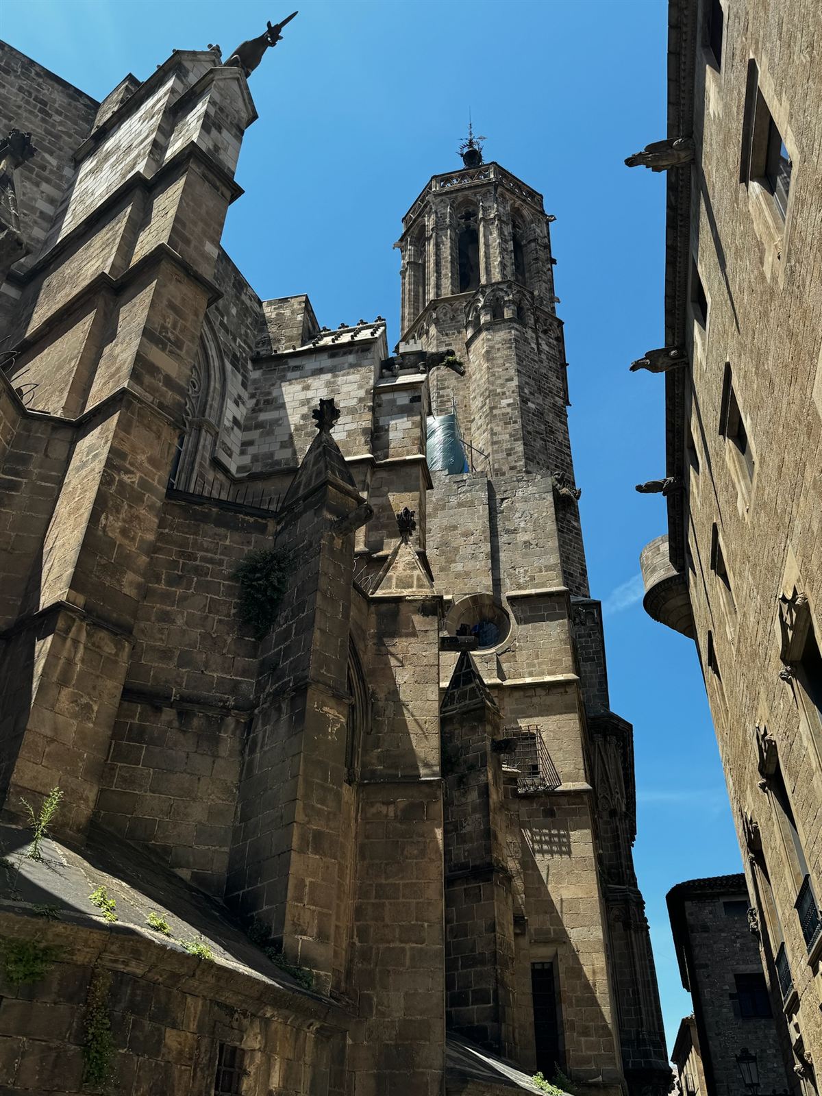 Barcelona Cathedral and its gargoyles from the Gothic Quarter