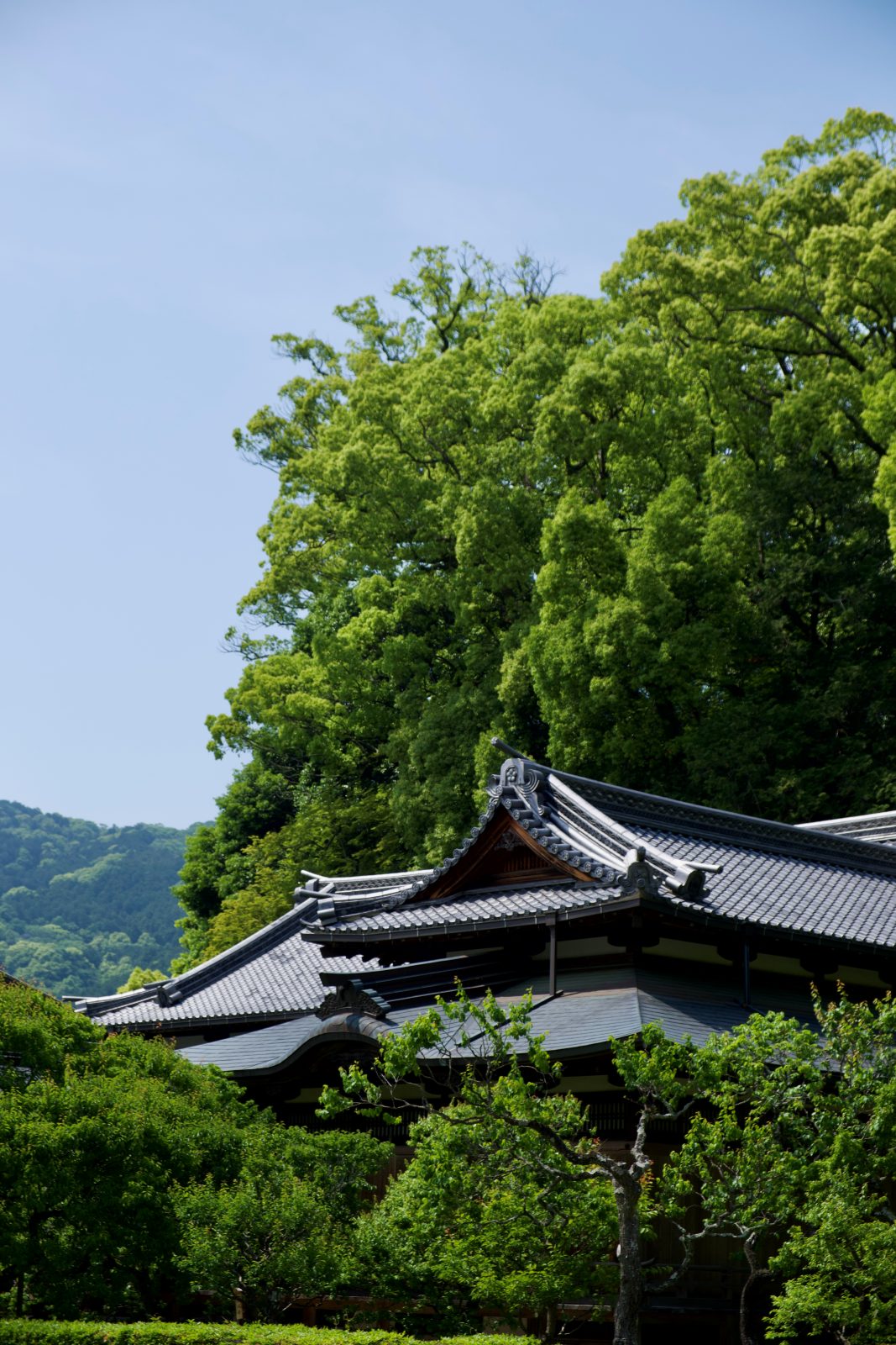 Temple rooflines under camphor trees, southern Japan