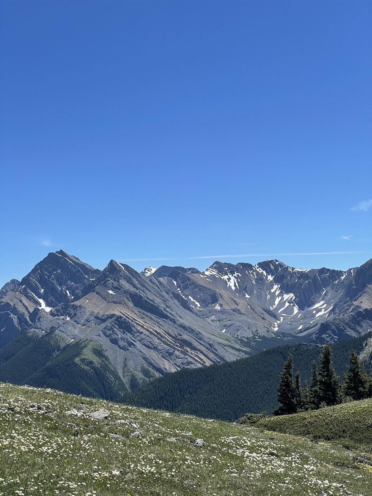 Wildflowers and ridgelines, Kananaskis