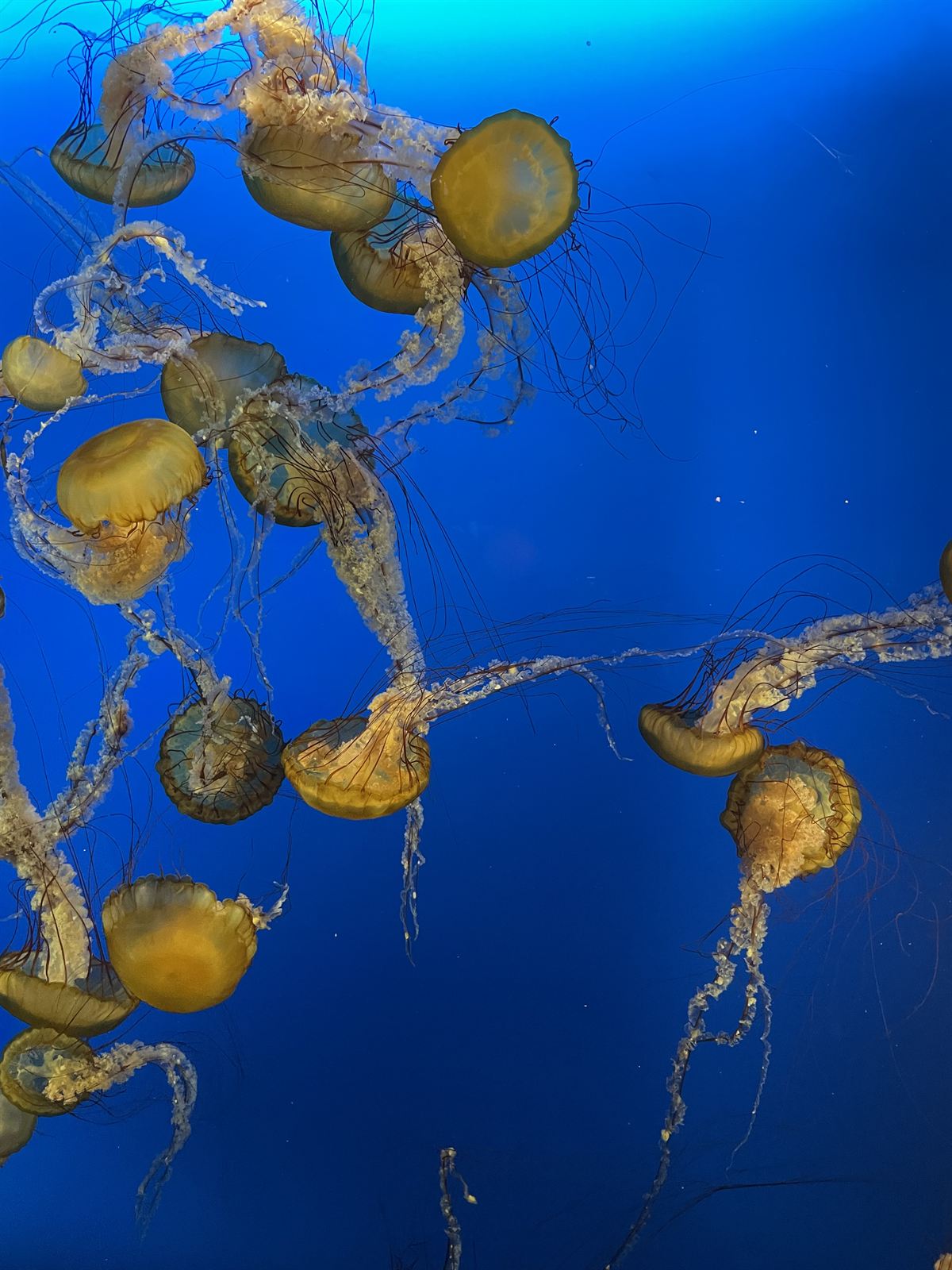 Sea nettles at the Vancouver Aquarium
