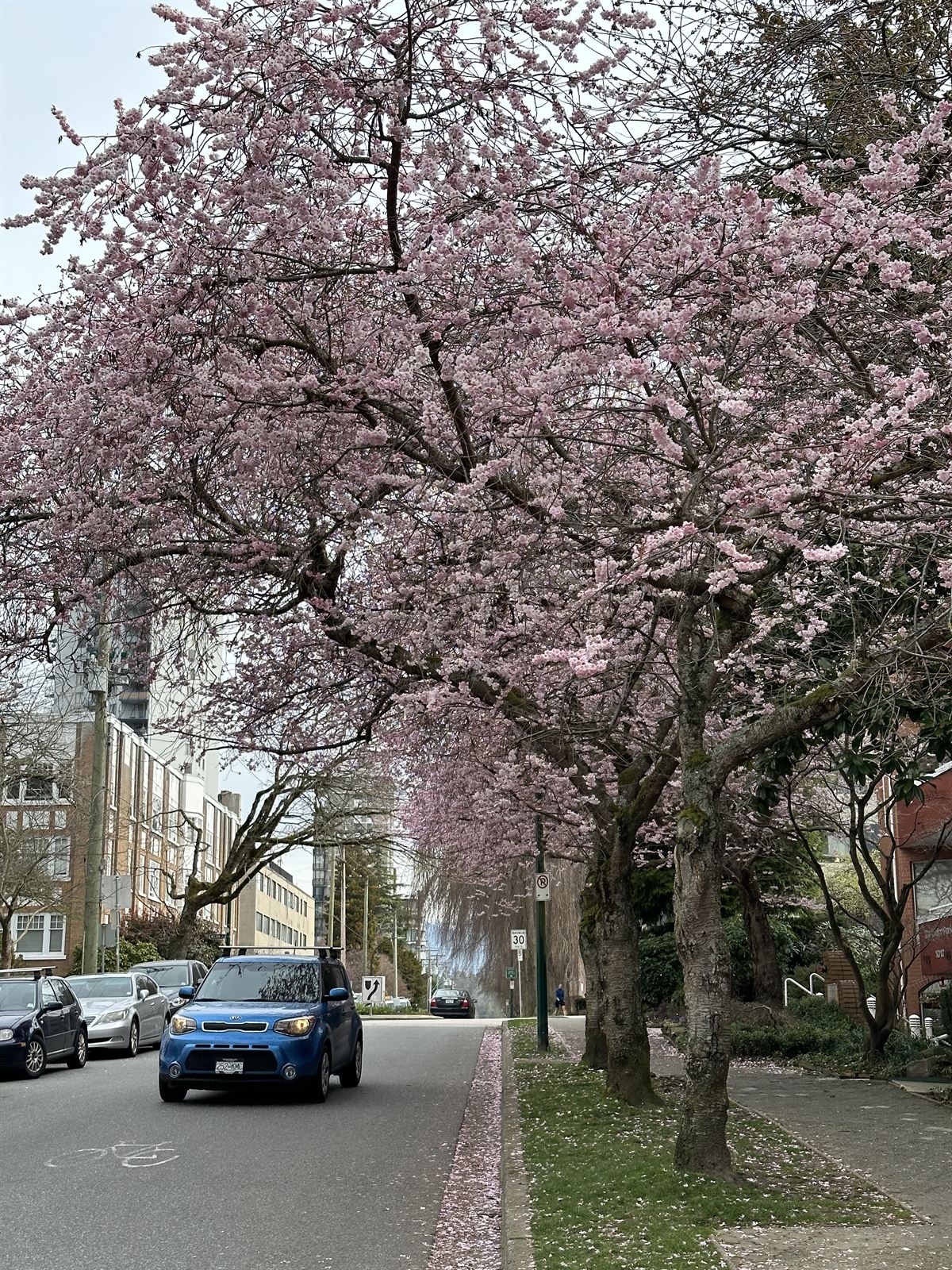 Cherry blossoms over a street in spring, British Columbia