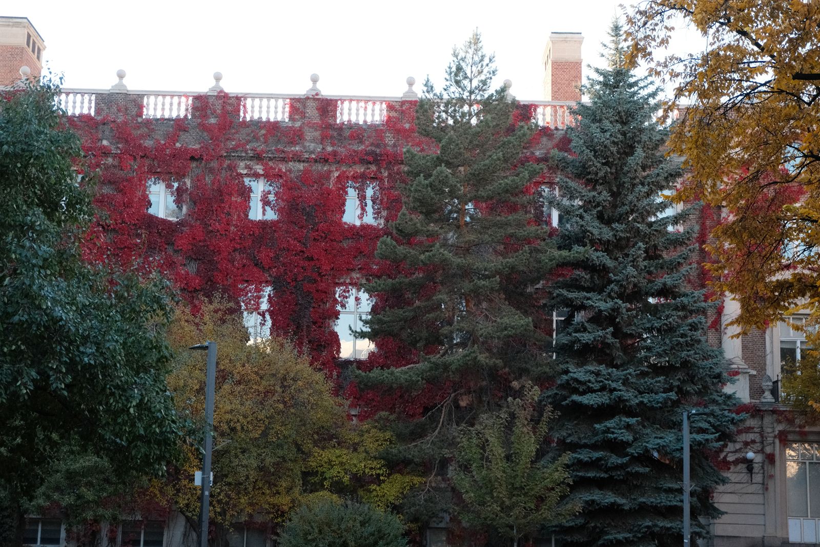 Ivy turning red on a brick building, University of Alberta