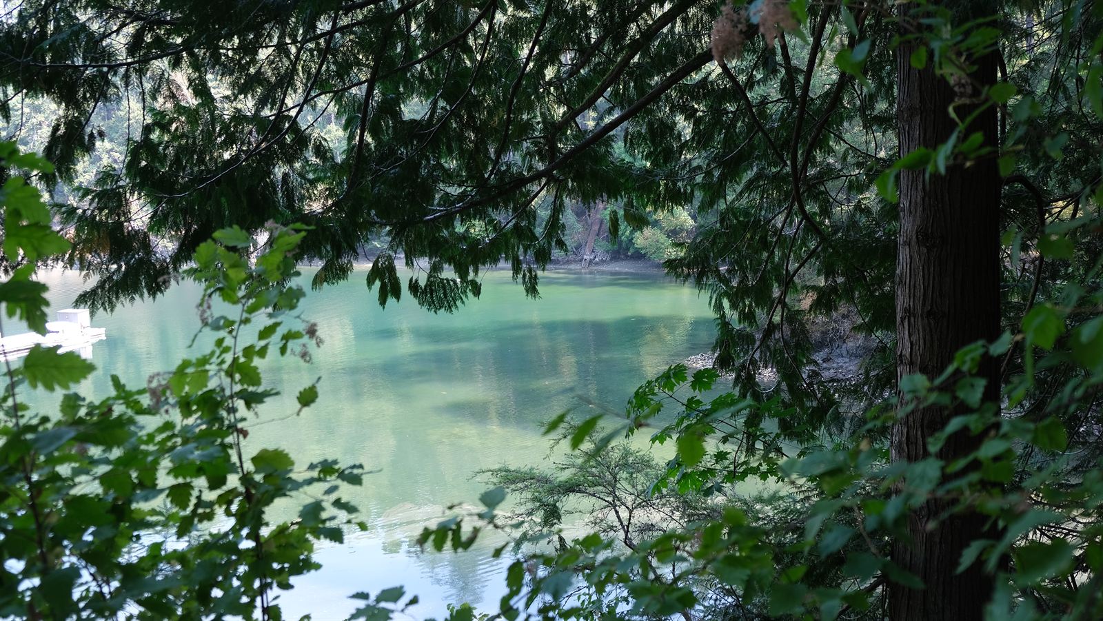 Cove seen through trees on the BC coast
